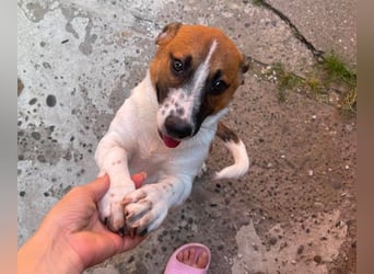 LATTE - kleiner aufgeweckter Bub