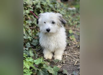 SNOWY - braucht ein eigenes Körbchen