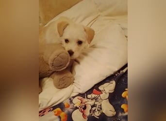 LUIS - kleiner Hundebub