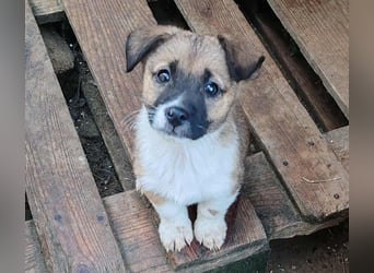 ZAKY - süßer Hundebub