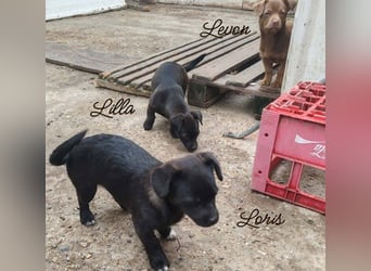 LORIS - Traumzuhause gesucht