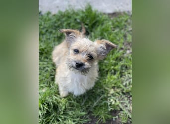 PEANUT - kleine Frohnatur sucht ihre Menschen
