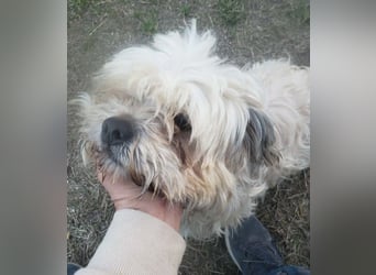 HAROO - liebevoller Zottel