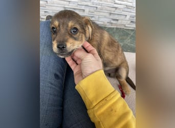 PETER - kleiner Herzensbrecher