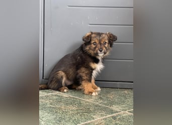 PENNY - kleine Zuckermaus