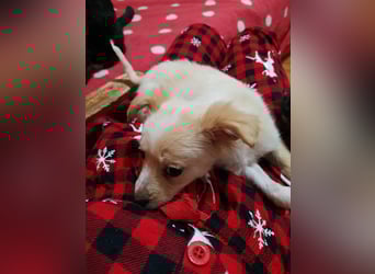 MAGGIE - kleine Hundedame