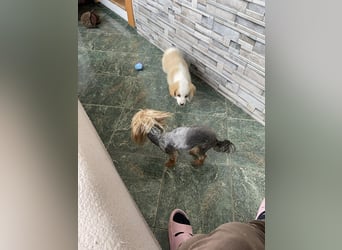 PERRY - kleiner Zuckerbub *reserviert*