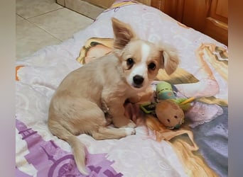 ZIZIE - liebevolles Hundekind