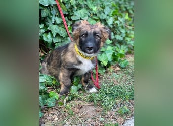 COOPER - verspielter Schatz