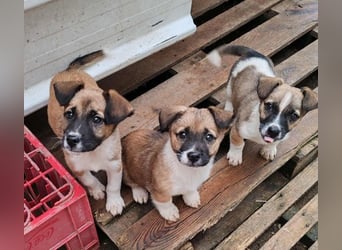 ZERINE - kleine Frohnatur *reserviert*