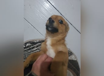 TOTO - kleine Frohnatur