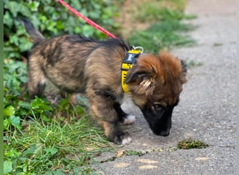 COOPER - verspielter Schatz