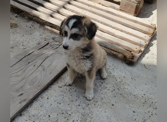 OTTIS - liebevoller Hundebub