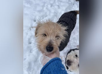 PIP - liebevolle Hundedame