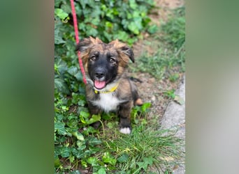 COOPER - verspielter Schatz
