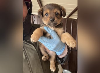 PETER - kleiner Herzensbrecher