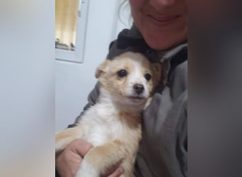 FIFI - kleine Zaubermaus