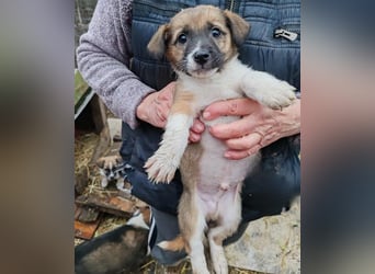 ZAKY - süßer Hundebub