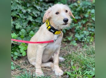 DAISY - verspieltes Hundemädchen