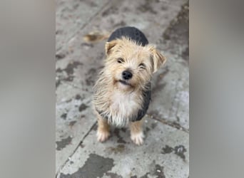 PIP - liebevolle Hundedame