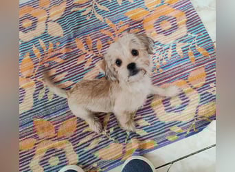 PIXEL - Traumzuhause gesucht