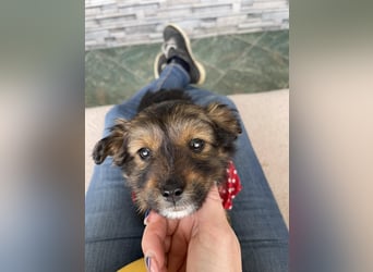 PENNY - kleine Zuckermaus