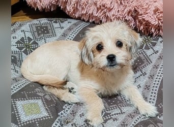 PIXEL - Traumzuhause gesucht