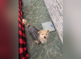 PIP - liebevolle Hundedame