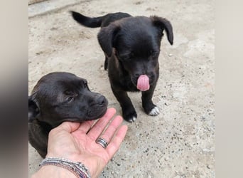 LORIS - Traumzuhause gesucht