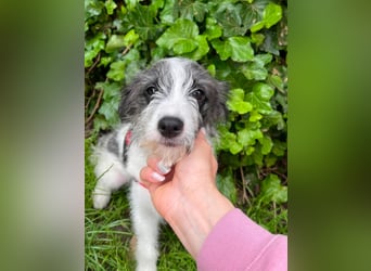 BUNNY - wo findet sie ihr Glück?