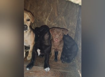 LEVON - darf er mit dir die Welt entdecken?