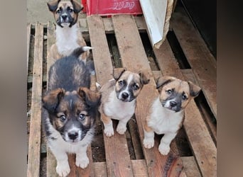 ZOLLY - Zuckerbub sucht seine Menschen