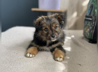 PENNY - kleine Zuckermaus