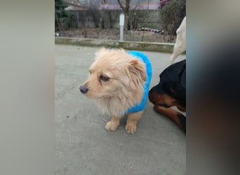 MICKY - sanfter Engel sucht seine Menschen