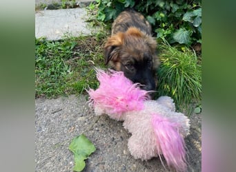 COOPER - verspielter Schatz