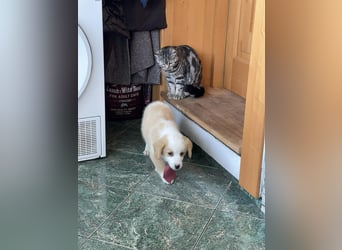 PERRY - kleiner Zuckerbub *reserviert*