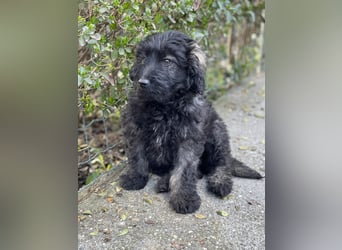 JAKE - süßer Zottel sucht seine Menschen *reserviert*