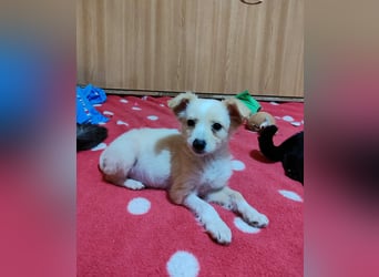 MAGGIE - kleine Hundedame