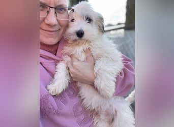 SNOWY - braucht ein eigenes Körbchen