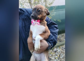 DORA - süßes Hundemädchen