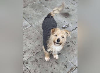 PIP - liebevolle Hundedame