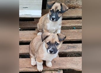 ZOLLY - Zuckerbub sucht seine Menschen