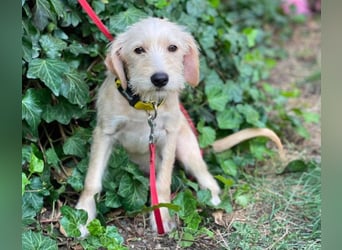 DAISY - verspieltes Hundemädchen