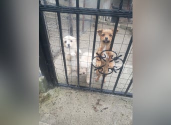 TOTO - kleine Frohnatur