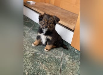 PENNY - kleine Zuckermaus