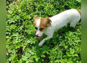 ILA - sanfte Seele sucht ihre Menschen