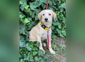 DAISY - verspieltes Hundemädchen