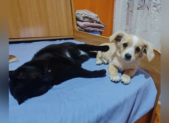 ZIZIE - liebevolles Hundekind