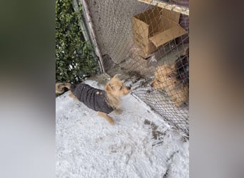 PIP - liebevolle Hundedame