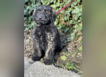 JAKE - süßer Zottel sucht seine Menschen *reserviert*